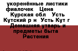 укоренённые листики фиалочек › Цена ­ 100 - Курская обл., Усть-Кутский р-н, Усть-Кут г. Домашняя утварь и предметы быта » Растения   